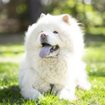 Dog Poop Pickup in Whitmore Lake, Michigan