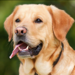 Dog Poop Pickup in Whitmore Lake, Michigan